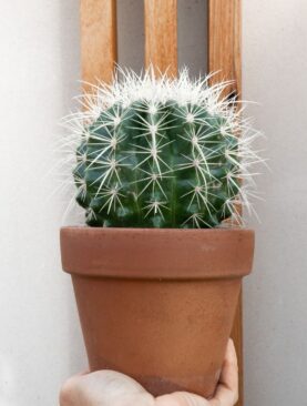 Golden Barrel Cactus