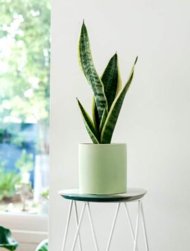 Sansevieria
