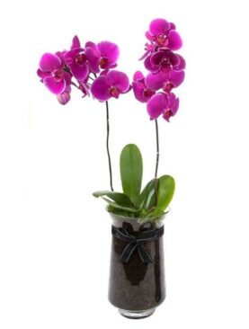 Purple Phalaenopsis Orchid