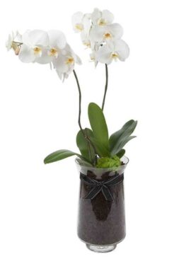 White Phalaenopsis Orchid